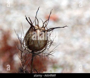 Nigella seedhead Stockfoto
