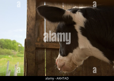Eine junge Milchkuh blickt aus ihrem Stall auf einer sonnigen Wiese Stockfoto