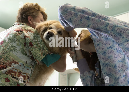 Ein golden Retriever von einem Tierarzt untersucht Stockfoto
