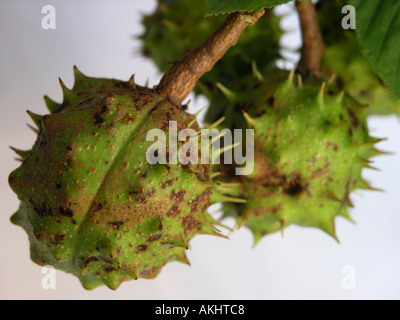 Rosskastanie Conkers in grün ungeöffnet Fällen Stockfoto