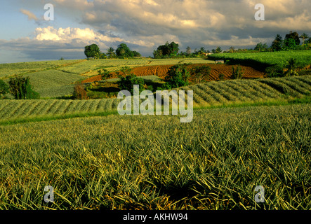 Ananas, Ananas-Plantage, Stadt von Sainte-Rose, Sainte-Rose, Basse-Terre, Guadeloupe, Französisch-Westindien Stockfoto