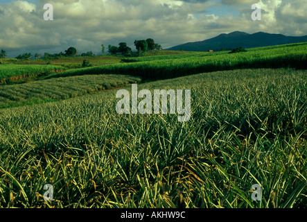 Ananas, Ananas-Plantage, Stadt von Sainte-Rose, Sainte-Rose, Basse-Terre, Guadeloupe, Französisch-Westindien Stockfoto