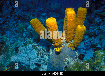 Gelbe Rohr Schwamm, gelbe Röhrenschwämmen, Rohr Schwamm, Rohr Schwämme, Insel Grand Cayman, Cayman-Inseln, Karibik Stockfoto