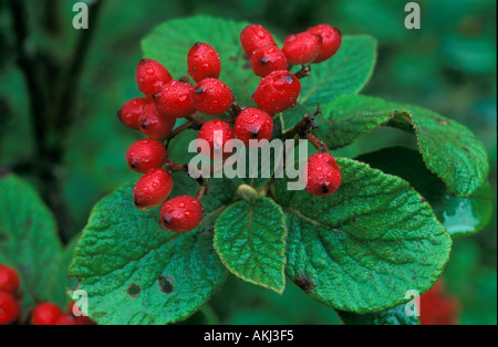 Beeren des Wayfaringtree Viburnum Lantana Deutschland Stockfoto