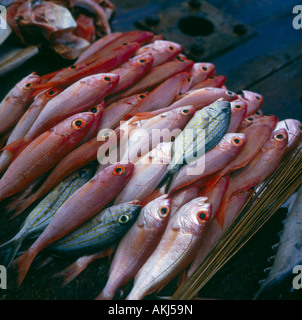 Große Menge an frisch gefangenen Muticoloured Fisch zum Verkauf auf einem Marktstand auf Tobago Insel Karibik West Indies Stockfoto