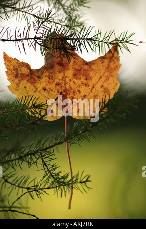 McMahon Lake Forest Preserve Ufer Upper Peninsula Stockfoto