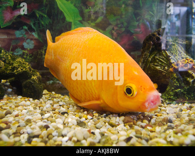 Goldfisch im Tank England betrachtet durch dicken Glasplatte Wand Stockfoto