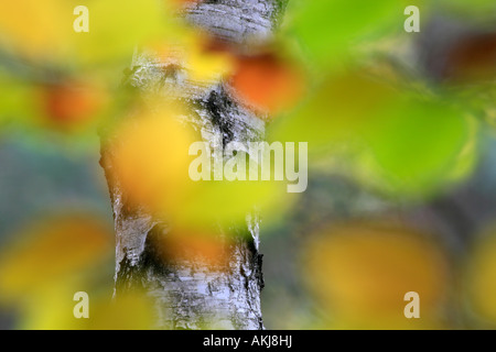 autumnal leaves of the beech in front of a trunk of a birch, autumn colorful nature Stockfoto