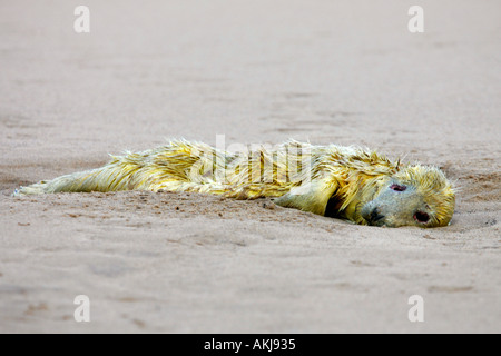 Kegelrobben Halichoerus Grypus Tote Welpen auf Sand bar Donna Nook lincolnshire Stockfoto