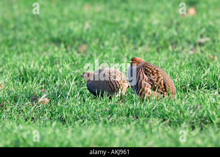 2 grau Rebhühnern Perdix Perdix zusammen Fütterung in Weizen Feld Ashwell bedfordshire Stockfoto