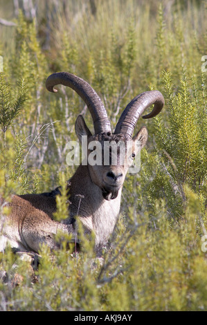 Spanisch-Steinbock (Capra Pyrenaica). Mann unter den Gräsern. Spanien Stockfoto