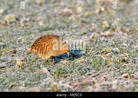 Grey Partridge-Perdix Perdix Fütterung an frostigen Morgen im Weizen Feld Therfield Cambridgeshire Stockfoto