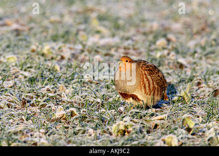 Grey Partridge-Perdix Perdix auf Schnee bedeckt Weizen Feld Therfield cambridgeshire Stockfoto