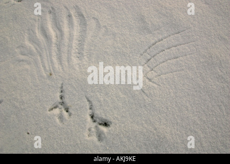 Weißkopf-Seeadler Spuren im Schnee Stockfoto