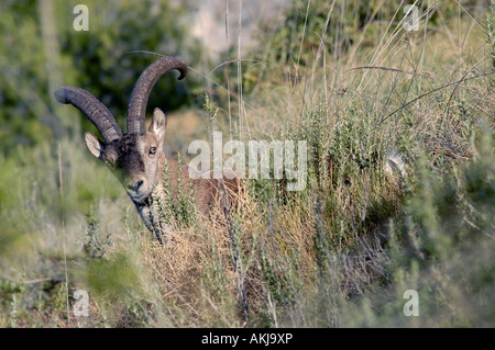 Spanische Ibex Capra pyrenaica Männlichen unter den Gräsern. Provinz Málaga, Andalusien, Spanien Stockfoto