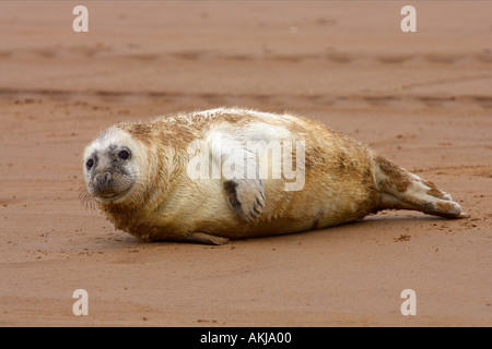 Kegelrobben (Halichoerus Grypus) Pup auf Sand bar Donna Nook nlincolnshire Stockfoto