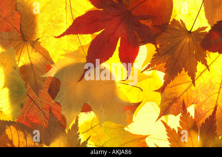 Herbstlaub, Nahaufnahme Stockfoto