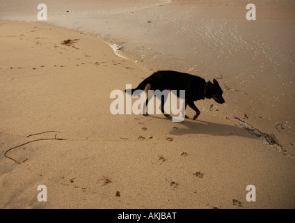 Ein Hund, einen Cornish Strand zu erkunden und spielen in der Brandung genießen. Stockfoto
