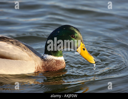 Stockente mit Tröpfchen des Wassers vom Schnabel fallen Stockfoto