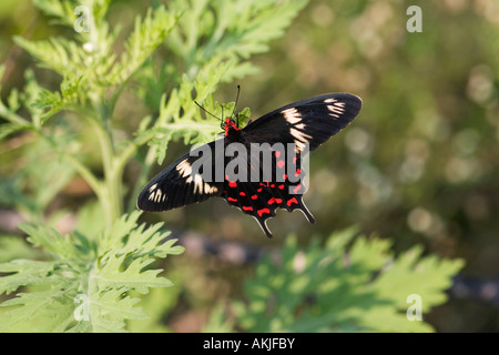 Pachliopta hector. Rote Rose Schmetterling in der indischen Landschaft. Indien Stockfoto