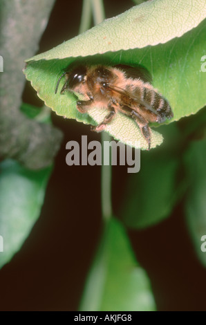 Blatt-Cutter Bee, Megachile SP. Schneiden ein Blatt für nest Stockfoto