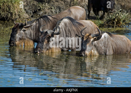 Drei Gnus trinken in der Ngorongoro Crater im Norden von Tansania Stockfoto