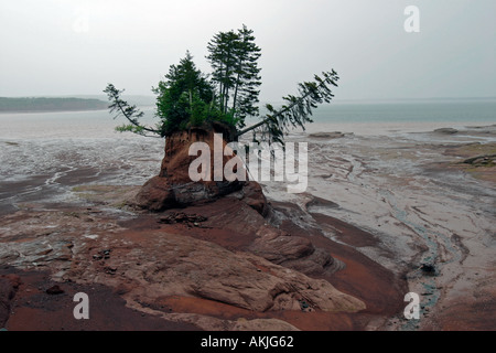 Meer geformte Blumentöpfe in der Nähe von Five Islands in Minas Basin Bay Of Fundy Nova Scotia Kanada Stockfoto