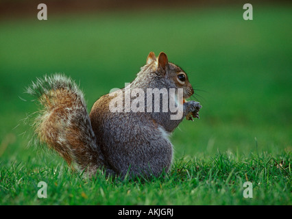 Grauhörnchen England Stockfoto