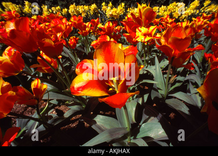 Rot-gelb gestreiften Tulpen blühen im Frühjahr Stockfoto