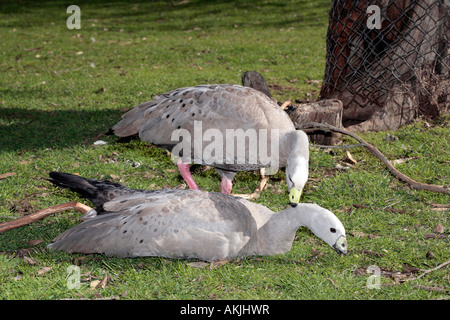 Cape kargen Gans paar Balz-Cereopsis novaehollandiae Stockfoto