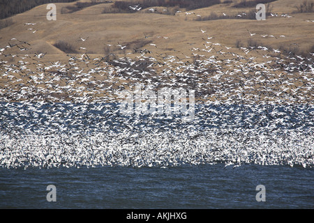 Riesige Herde von Schneegänsen auf Buffalo Pound See Stockfoto