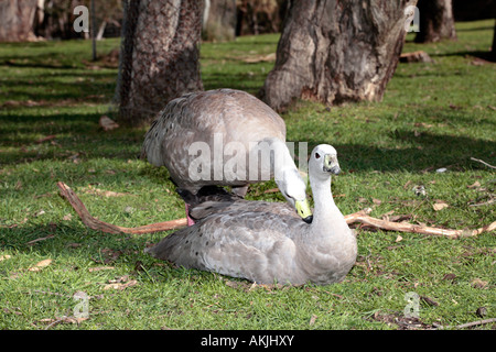 Cape kargen Gans paar Balz-Cereopsis novaehollandiae Stockfoto