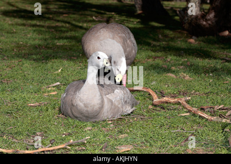 Cape kargen Gans paar Balz-Cereopsis novaehollandiae Stockfoto