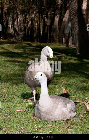 Cape kargen Gans paar Balz-Cereopsis novaehollandiae Stockfoto