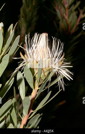 Das Protea Lanceolata - Lanceleaf Sugarbush-Familie Proteaceae und des Arbeitskreises Proteas genannt True Sugarbushes Status gefährdet Stockfoto