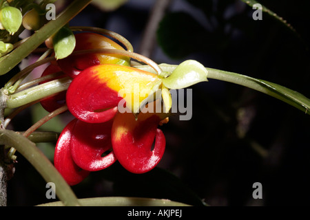 Impatiens Niamniamensis - Kongo Kakadu /Parrot Bill-Familie Balsaminacaea Stockfoto