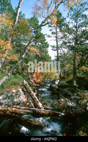 Fluss im Herbst. Nationalpark Aigüestortes. Pyrenäen. Katalonien. Spanien Stockfoto