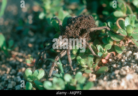 Wolfspinne, Lycosa Radiata. Weibchen mit Nymphen auf dem Bauch Stockfoto