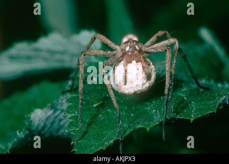 Baumschule Web Spider, Pisaura Mirabilis. Weibchen mit Ei sac Stockfoto