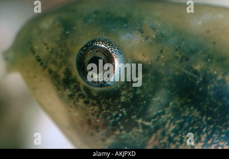 Hebamme-Kröte, Alytes Obstetricans. Nahaufnahme von Kaulquappe Kopf mit Auge Stockfoto