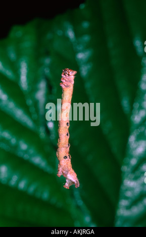 Falter, Familie Geometridae. Caterpillar Abstieg vom Baum zu Boden durch einen Seide Draht Stockfoto