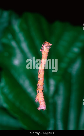 Falter, Familie Geometridae. Caterpillar Abstieg vom Baum zu Boden durch einen Seide Draht Stockfoto