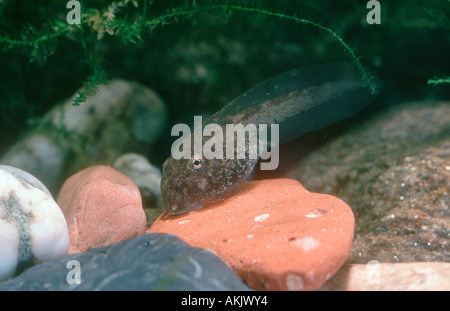 Hebamme-Kröte, Alytes Obstetricans. Kaulquappe unter Wasser Stockfoto