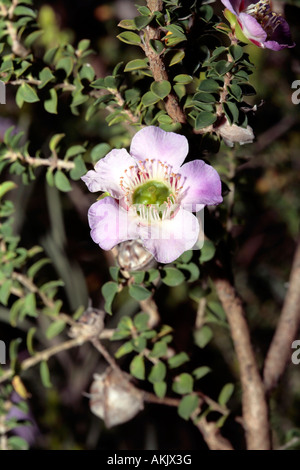 Runde-Leaf Tea Tree - Leptospermum Rotundifolium Sy L Scoparium Vielzahl Rotundifolium - Familie Myrtaceae Stockfoto