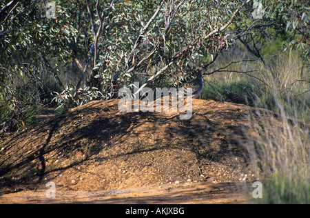 Malleefowl Leipoa Ocellata auf einem Nest South Australia Stockfoto