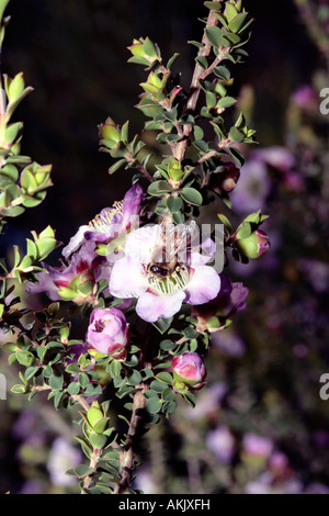 Runde-Leaf Tea Tree und Honey Bee - Leptospermum Rotundifolium Sy L Scoparium Vielzahl Rotundifolium - Familie Myrtaceae Stockfoto