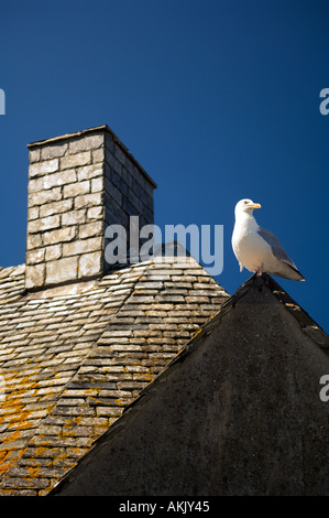 Eine Möwe steht elegant auf einem geplant Dach vor einem tiefblauen Himmel auf den Hafen von Padstow, Cornwall, England Stockfoto