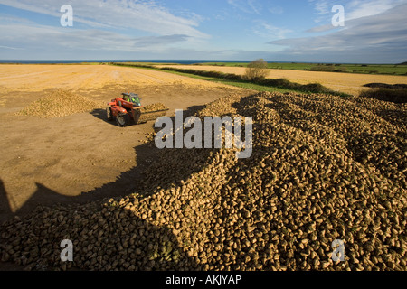 Zuckerrüben Beta vulgaris Ernte Weybourne Norfolk November Stockfoto