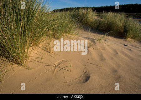 Holkham Bay und Strand National Nature Reserve North Norfolk England Stockfoto