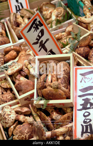 Matsutake Pilze auf dem Display in Nishiki Straßenmarkt Kyoto Japan Stockfoto